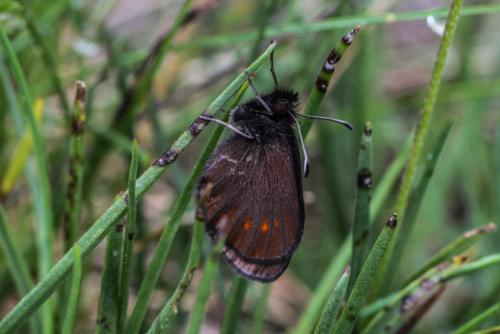 Erebia sp.